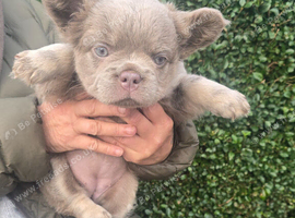 Beautiful french bulldog