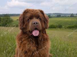 Brown newfoundland stud