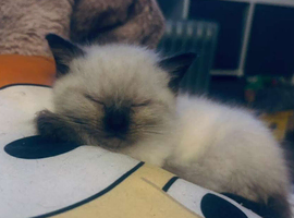 Ragdoll kittens