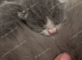 bsh kittens