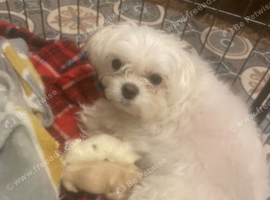 Morkie puppies