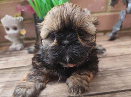 Shih tzu puppies