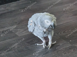 African gray