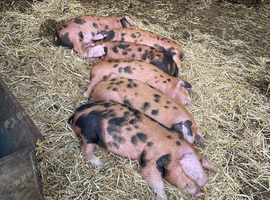 9 Oxford sandy and black weaners