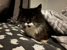 Tuxedo cat for rehoming