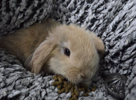 Beautiful 8 week old mini lop
