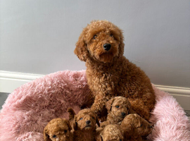 Miniature poodle puppies