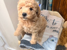 Maltipoo Red Girl