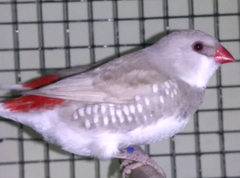 Silver Diamond fire Tail