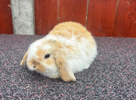 Stunning mini lops