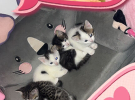 tabby kittens