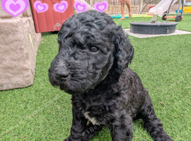 F1B Standard Goldendoodles Puppies