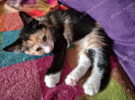 Exquisite Maincoon x Siamese Kittens Ready Now.