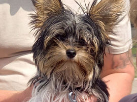 BIEWER pups PEDIGREE
