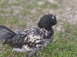 Polish bantam rooster 19 weeks old.
