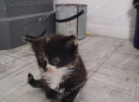 Stunning main coon cross kittens Ready NOW