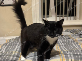 One year old male