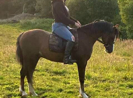 12.2hh 10 year old section b gelding