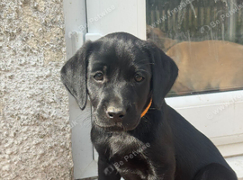 Full pedigree Labrador puppies 7 weeks old