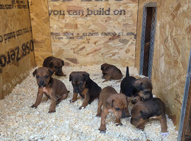 Jack Russell x lakeland pups