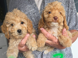Cockapoo puppy boys