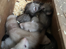Baby Ferrets