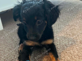 puppy