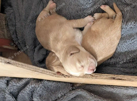 Stunning litter cocker spaniels