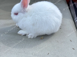 Two young Netherland dwarfs