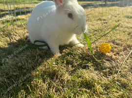 Rabbit for rehoming