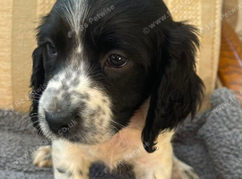 Working sprocker spaniels 4 GIRLS LEFT ONLY