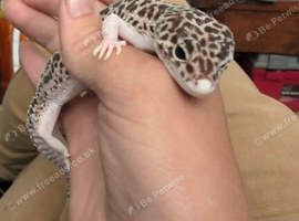 Leopard gecko