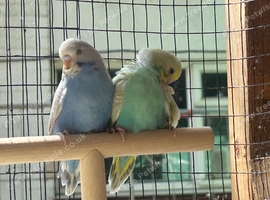 im looking for any type of bird 2 to 3 weeks old