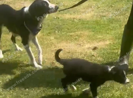 12 week old male border collie