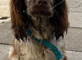 2 gorgeous cocker boys