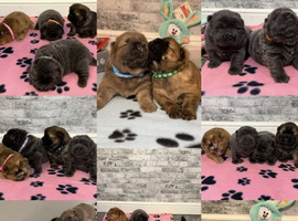 Rare Solid Blue Teddy Bear Chow Chow Puppies