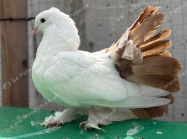 Fantail hen