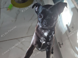 Black chug female 22,months old neutered