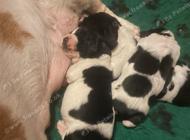 Springbatt puppies