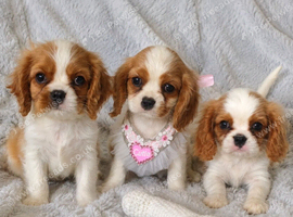 Beautiful blenheim pups
