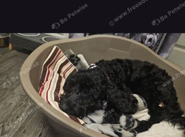 Puppy for sale