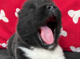 Quality KC registered American Akita Puppies