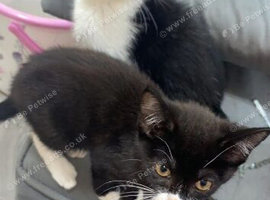 Two kittens !!!