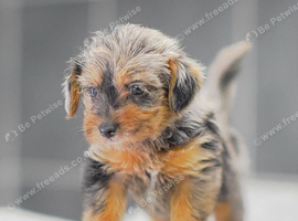 Miniature Patterpoo&rsquo;s