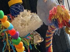 Blue male Parrotlet with cage