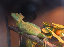 Male and female green basilisks