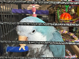 Quaker parrot