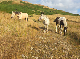16hh irish sports horse