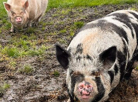 2 pigs free to good home