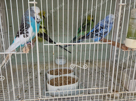 Exhibition Budgies